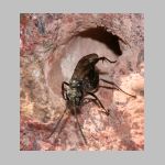 Auplopus carbonarius - Wegwespe 02 9mm am Insektenhotel.jpg